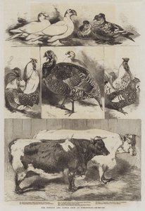 The Poultry and Cattle Show at Birmingham